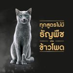 [แบ่งขาย] Sheba (ชีบา) อาหารเปียกแมว เกรดพรีเมียม สำหรับลูกแมวและแมวโต ขนาด 70 กรัม 1 ซอง - Image 4