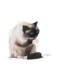 Royal Canin Hairball Care 2 kg โรยัล คานิน อาหารเม็ด แมวโต อายุ 1 ปีขึ้นไป สูตรดูแลปัญหาก้อนขน (Hairball Care) - Image 7