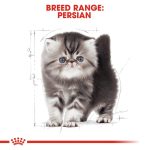 Royal Canin Kitten Persian (โรยัล คานิน) อาหารเม็ด ลูกแมวพันธุ์เปอร์เซีย อายุ 2-12 เดือน สูตรเฉพาะสายพันธุ์ - Image 6