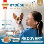Smartheart Gold Recovery อาหารเปียกสุนัข 170 กรัม สำหรับดูแลหลังพักฟื้น สุนัขป่วย สุนัขไ่ม่สบาย - Image 4