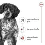Royal Canin Medium Ageing 10+ Gravy 10 ซอง (โรยัล คานิน) อาหารเปียกแบบซอง สำหรับสุนัขสูงวัยพันธุ์กลาง อายุ 10 ปีขึ้นไป - Image 3