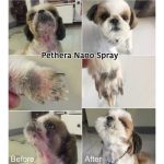 สเปรย์ ดูแลผิวหนังสุนัข แมว เช็ดทำความสะอาดหู เรื้อน เชื้อรา เชื้อราแมว ป้องกันยีสต์ ไร เม่น กระต่าย แมวคัน ขนร่วง - Image 3