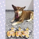 Maru Maru ขนมสุนัข รสตับ ไม่เติมแต่งรสชาติ สี กลิ่น ไม่เติมเกลือ น้ำตาล ใช้วัตถุดิบ Human grade ขนมก้นกลม - Image 5