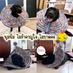 Petside ปลอกคอกันเลีย ชนิดนิ่ม คอลล่าสัตว์เลี้ยง คอลล่าแมว คอลล่าสุนัข เบามาก ป้องกันการเลีย คัน เกา - Image 6