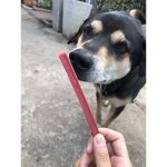 สติ๊กข้าวโพด 250 กรัม ขัดฟันหอมๆ ขนมสุนัข ขัดฟันน้องหมา สติ๊กขัดฟัน - Image 5