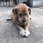 ขนมสุนัข ไก่พันครันชี่ 400 กรัม ครันชี่ขัดฟันพันด้วยไก่อบแห้งหอมๆ ขนมขัดฟันสุนัขที่มีประโยชน์ ขนมหมา ขนมสุนัข - Image 7