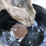 ตัวช่วยหน้าร้อน 💦🔥หน้าร้อนไม่น่ารักต่อสัตว์เลี้ยง กลัมภา สมุนไพรสำหรับสัตว์เลี้ยง ลดกลิ่นปาก ขนร่วง ทานน้ำได้มากขึ้น - Image 5