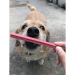 สติ๊กข้าวโพด 250 กรัม ขัดฟันหอมๆ ขนมสุนัข ขัดฟันน้องหมา สติ๊กขัดฟัน - Image 6