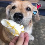 ขนมสุนัข รองเท้าจิ๋ว 6 ชิ้น ขัดฟันสุนัข รองเท้าหนังวัว เหมาะสำหรับน้องหมาที่ชอบแทะ ขัดฟันหมา ขนมขัดฟัน - Image 2