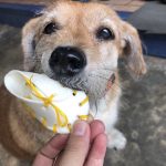 รองเท้าจิ๋ว 150 กรัม ขนมขัดฟันสุนัข เหมาะสำหรับน้องหมาที่ชอบแทะ ขัดฟันสุนัข รองเท้าหนังวัว ขนมขัดฟันหมา ขนมหมา ขนมสุนัข - Image 3