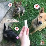 ขนมสุนัข 500 กรัม ครันชี่แบบแข็งและแบบนิ่ม ครันชี่ ขนมขัดฟันสุนัข ขัดฟัน ขนมหมา - Image 2