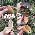 กีบวัว 200 กรัม ขนมสุนัข ขัดฟัน ขัดฟันสำหรับสุนัข ขนมขัดฟันจากธรรมชาติ - Image 9