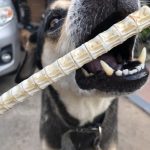 ขนมสุนัข กระดูกฉลาม ขนมหมา ขนมสุนัขที่อร่อยและมีประโยชน์ - Image 6