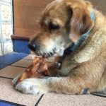 หูวัว 800 กรัม ขนมขัดฟันสุนัข ขนมสุนัข ขัดฟันสุนัข ขนมขัดฟัน หูวัวอบแห้ง - Image 7