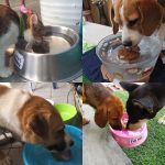 ตัวช่วยหน้าร้อน 💦🔥หน้าร้อนไม่น่ารักต่อสัตว์เลี้ยง กลัมภา สมุนไพรสำหรับสัตว์เลี้ยง ลดกลิ่นปาก ขนร่วง ทานน้ำได้มากขึ้น - Image 2