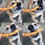 ขนมสุนัข 400 กรัม Dear Buddy สันในไก่อบแห้ง ครันชี่ กระดูกฉลาม ขนมขัดฟันสุนัข ขนมน้องหมา - Image 4