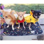 แผ่นรองฉี่สุนัข แผ่นรองฉี่ แผ่นรองฉี่แบบซักได้ - Image 4