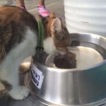 ตัวช่วยหน้าร้อน 💦🔥หน้าร้อนไม่น่ารักต่อสัตว์เลี้ยง กลัมภา สมุนไพรสำหรับสัตว์เลี้ยง ลดกลิ่นปาก ขนร่วง ทานน้ำได้มากขึ้น - Image 3