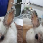 สเปรย์ดูแลผิวหนังสัตว์เลี้ยง ตรา Pethera - Image 7