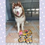 Maru Maru ขนมสุนัข รสตับ ไม่เติมแต่งรสชาติ สี กลิ่น ไม่เติมเกลือ น้ำตาล ใช้วัตถุดิบ Human grade ขนมก้นกลม - Image 7