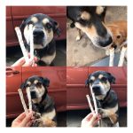 ตับนิ่มสอดไส้ไก่ 100 กรัม ขนมสุนัข ครันชี่รสนมหอมๆเคลือบตับ ขนมหมา ของว่างสำหรับสุนัข - Image 4