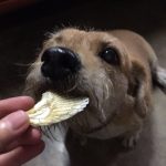 ขนมสุนัข กระดูกอ่อนปลา น้ำหนัก 100 กรัม - Image 6