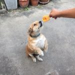 หูวัว 400 กรัม ขนมขัดฟันสุนัขจากธรรมชาติ ขนมขัดฟันน้องหมา ขัดฟันสุนัข ขนมหมา ขัดฟันสุนัข ขนมน้องหมา ข - Image 5