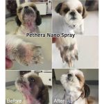 สเปรย์ดูแลผิวหนังสัตว์เลี้ยง ตรา Pethera - Image 5