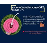 Petside ปลอกคอกันเลีย ชนิดนิ่ม คอลล่าสัตว์เลี้ยง คอลล่าแมว คอลล่าสุนัข เบามาก ป้องกันการเลีย คัน เกา - Image 9