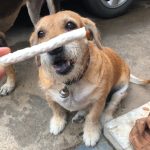 ตับนิ่มสอดไส้ไก่ 100 กรัม ขนมสุนัข ครันชี่รสนมหอมๆเคลือบตับ ขนมหมา ของว่างสำหรับสุนัข - Image 5