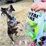 Dental Care daily 400 กรัม ขนมขัดฟันสุนัข ขนมสุนัข ขนมหมา ขัดฟันสุนัข กระดูกขัดฟันสุนัข - Image 7