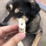 ขนมสุนัข กระดูกฉลาม ขนมหมา ขนมสุนัขที่อร่อยและมีประโยชน์ - Image 8