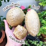 ลูกบอลสำหรับขัดฟัน ทำจากหนังวัว แทะเล่นได้ สนุก ขัดฟันสุนัข รักบี้ ขนมขัดฟันสุนัข - Image 3