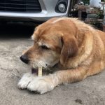 ขนมสุนัข กระดูกฉลาม ขนมหมา ขนมสุนัขที่อร่อยและมีประโยชน์ - Image 7