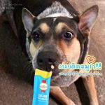 SmartHeart Creamy Dog Treats ขนมหมาเลีย 1 ถุงมี 4 ซอง สมาร์ทฮาร์ท - Image 2