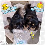 ขนมสุนัข นมแพะอัดเม็ด 500 กรัม ตรา Dear Buddy - Image 2