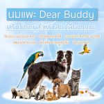ชงได้ในน้ำเย็น🧡 นมแพะผง Dear Buddy 150 กรัม นมแพะผงสำหรับสัตว์เลี้ยง นมแพะสำหรับสุนัข - Image 7