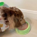 อาหารสุนัข Maria 1 ซอง (มีสูตรแพ้ไก่) คัดสรรวัตถุดิบระดับ HUMAN GRADE ได้รสเนื้อชิ้นเต็มคำ แล้วยังอุดมไปด้วยคุณประโยชน์ - Image 4