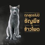 Sheba (ชีบา) อาหารเปียกแมว เกรดพรีเมียม สำหรับลูกแมวและแมวโต ขนาด 70 กรัม (x12 ซอง) - Image 4