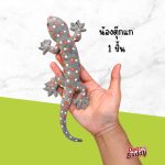 เพื่อนน้องงง ผลิตภัณฑ์จากยางพารา ของเล่นสำหรับสัตว์เลี้ยง ตุ๊กแกปลอม จิ้งจกปลอม หนอนปลอม - Image 6