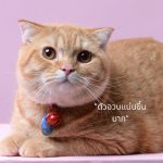 ChooChoo ขูชู อาหารเสริมบำรุงแมว 1 กระป๋อง สมูทตี้บำรุงแมว ทานง่าย หอม อร่อย 80 กรัม - Image 4