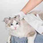 Petcho ถุงมืออาบน้ำแมว ถุงมืออาบน้ำสุนัข ถุงมือเช็ดตัว ถุงมือทิชชู่เปียก ใช้งานง่าย ไม่ระคายเคืองผิว ดับกลิ่น - Image 5