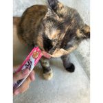 Kitty Licks 1 ถุง บรรจุ 4 ซอง ขนมแมวเลีย ขนมแมว แมวเลีย แมว ขนมน้องแมว - Image 2