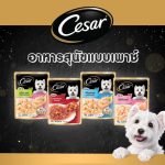 Cesar Craft ซีซาร์ อาหารสุนัข แบบซอง 60-70 กรัม อาหารเปียกสำหรับสุนัข ยกกล่อง 16 ซอง - Image 7
