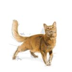 Royal Canin Fit 2 kg โรยัล คานิน อาหารเม็ดสำหรับแมวโตเต็มวัย อายุ 1 ปีขึ้นไป สูตรดูแลรูปร่างและสุขภาพองค์รวม (Fit 32) - Image 7