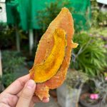 ขนมสุนัข สันในไก่หน้าฟักทองอบแห้ง 400 กรัม ขนมหมา ไก่อบแห้ง สันในไก่อบแห้ง - Image 5