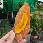 ขนมสุนัข สันในไก่หน้าฟักทองอบแห้ง 200 กรัม ขนมหมา ไก่อบแห้ง สันในไก่อบแห้ง - Image 5