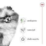 Royal Canin Mini Indoor Adult 3kg อาหารสุนัขโตพันธุ์เล็ก เลี้ยงในบ้าน (โรยัล คานิน) - Image 3