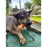 Dear Buddy ไก่พันทาโร่ 200 และ 400 กรัม ขนมสุนัข สันในไก่อบแห้ง ขนมหมา ของว่างสำหรับสุนัข ขนมน้องหมา - Image 3